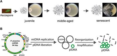 The impact of biomembranes and their dynamics on organismic aging: insights from a fungal aging model